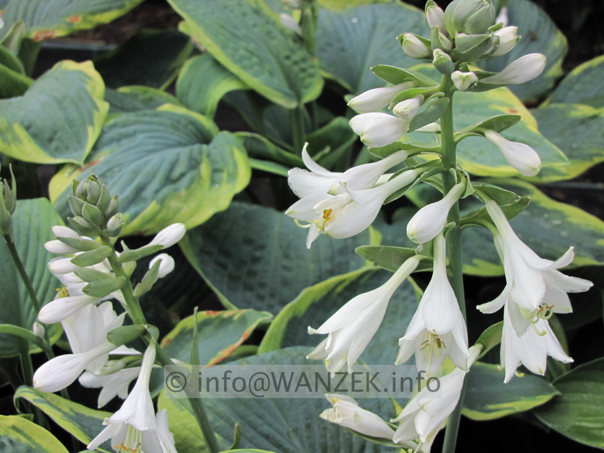 Hosta Hybride Samurai Bluete 3.JPG